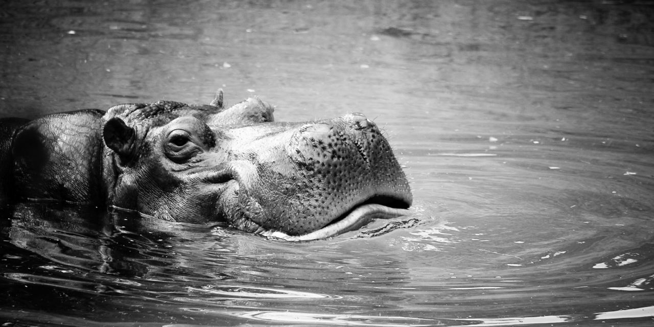 Drought Short Story | Animal Dilemmas - Hippo Elephant