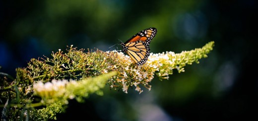 Nature Poetry, Butterfly Photograph