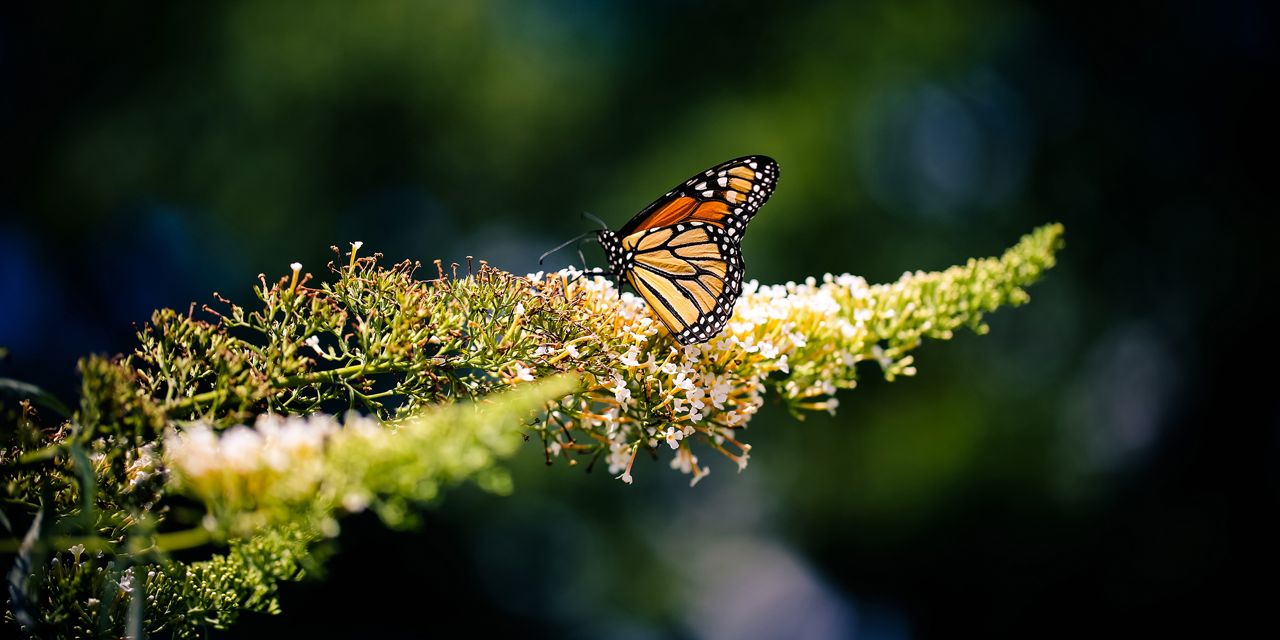 Nature Poetry, Butterfly Photograph