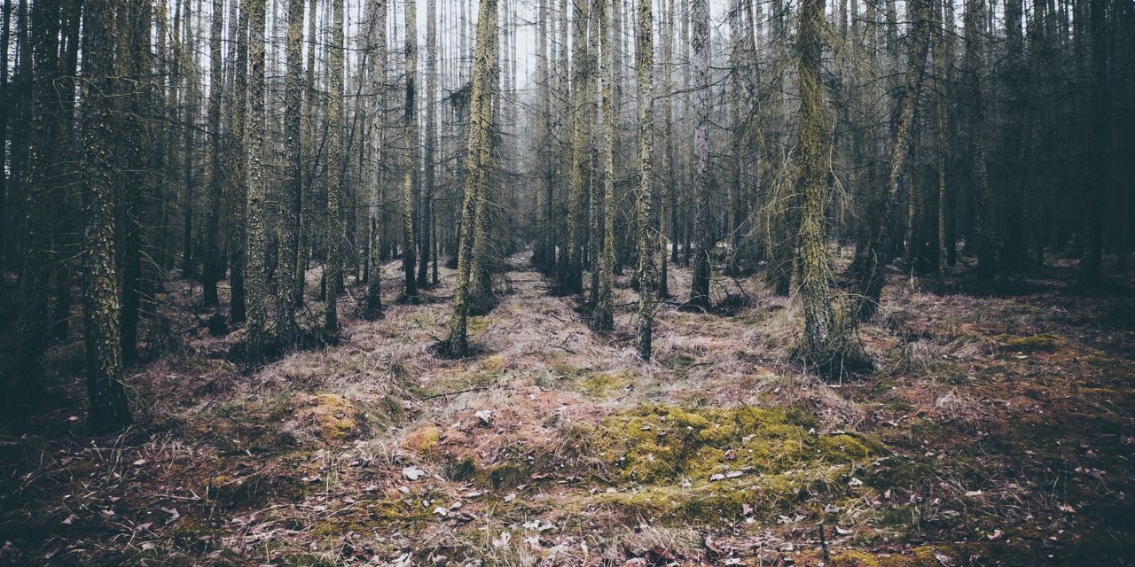 Japanese Haibun Poem