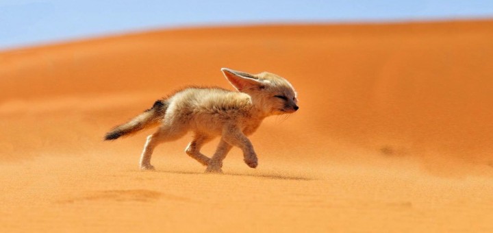 fennec fox running in the dessert