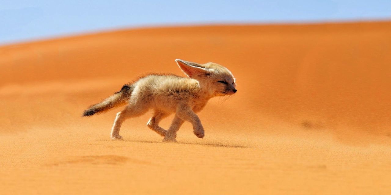 fennec fox running in the dessert