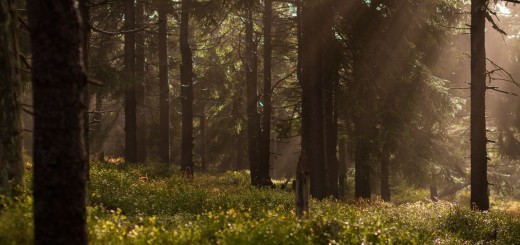 Miracle Short Stories