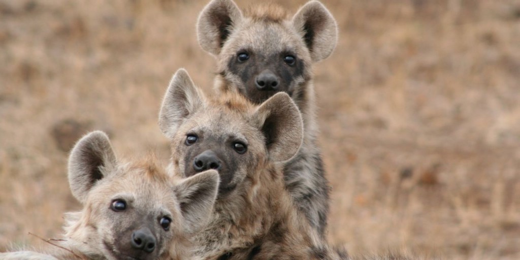 Animal Dilemmas - Hyena Crocodile - Short Stories - Image Curve